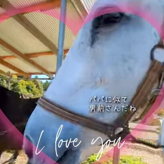 ちょっと鳥取に行って来ます♪（願望）