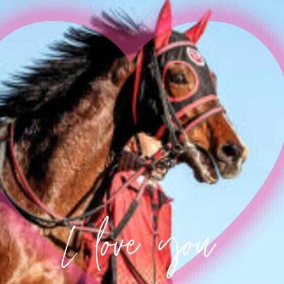 マイネルカンパーナ君♪ヽ(｀▽´)/♪