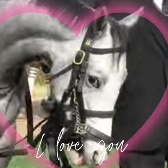 なぜ本上ではなく彼なのか