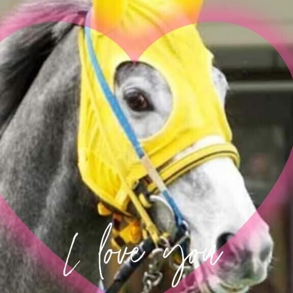 マイネルモーント君?(?ｖ?｡)?(?ｖ?｡)