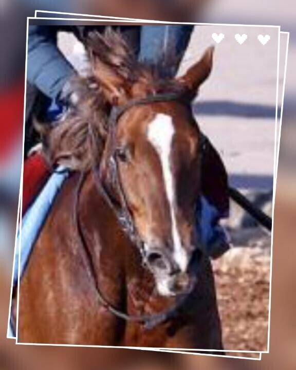 国枝先生の所の?