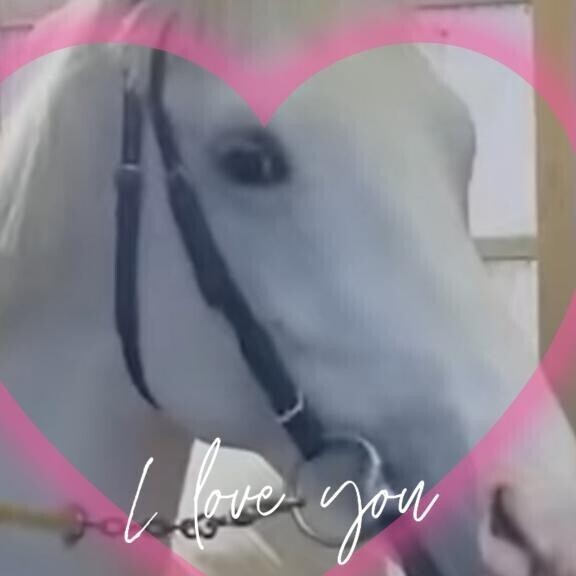 ゴルティ君?(?ｖ?｡)?(?ｖ?｡)