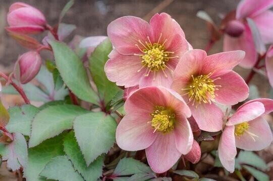 ありがとうございます