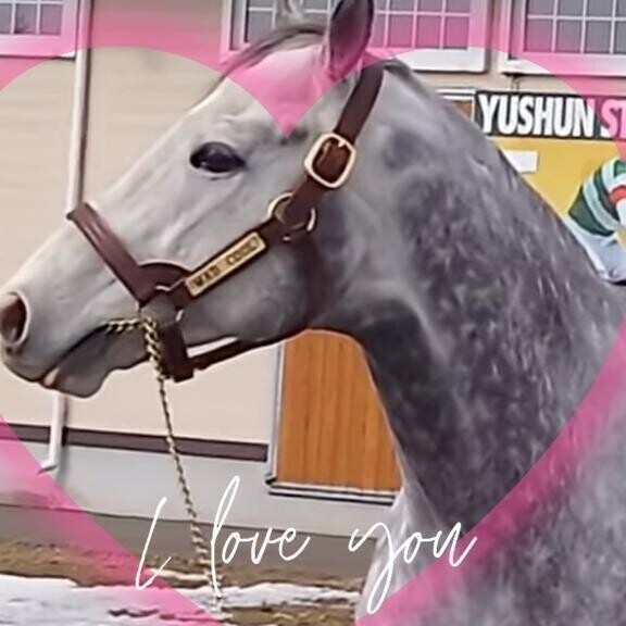 マッドクール君❤(ӦｖӦ｡)❤(ӦｖӦ｡)