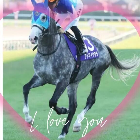 アドマイヤテラ君(ӦｖӦ｡)