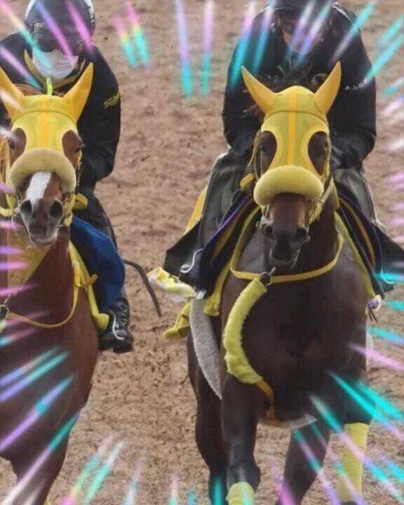 ウィルソンテソーロ君?(?ｖ?｡)