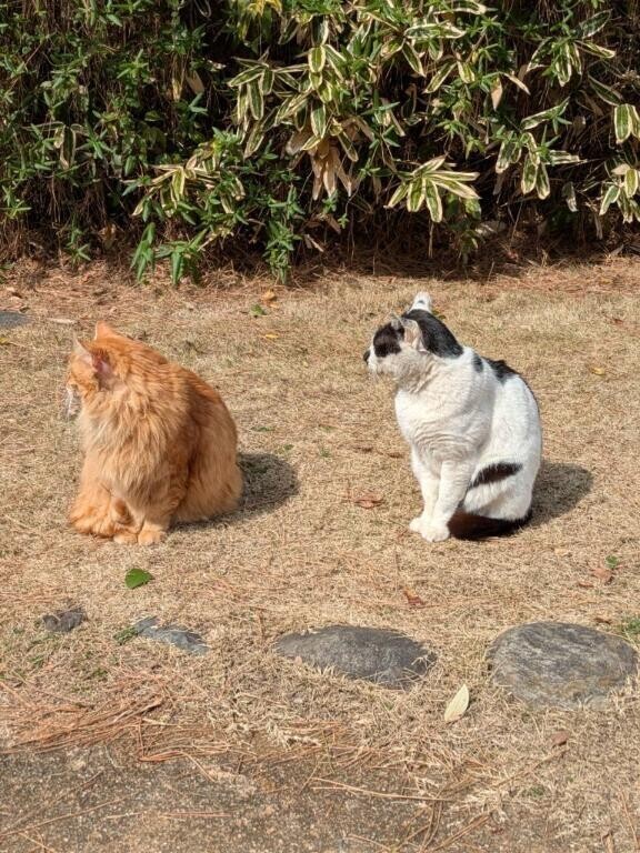 素敵な猫たち()