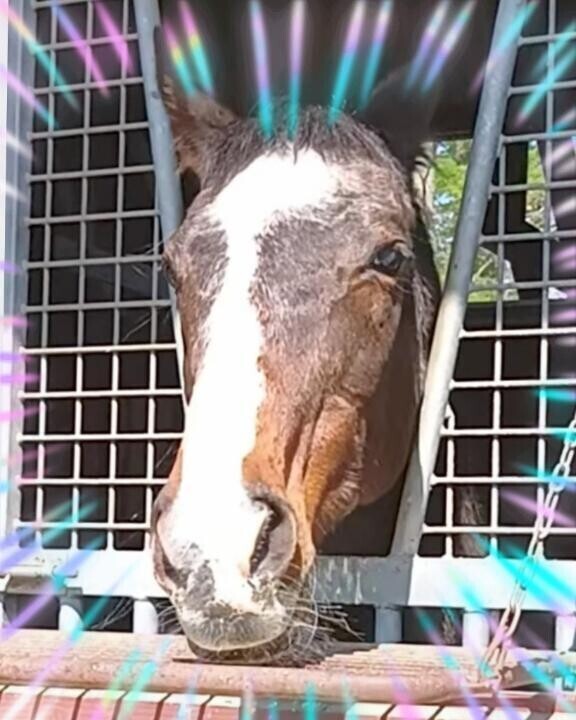 ディープインパクトのお母様が