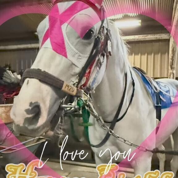 ゴルディ君(ӦｖӦ｡)おめでとう(ӦｖӦ｡)