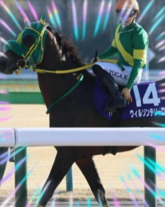 ウィルソンテソーロ君