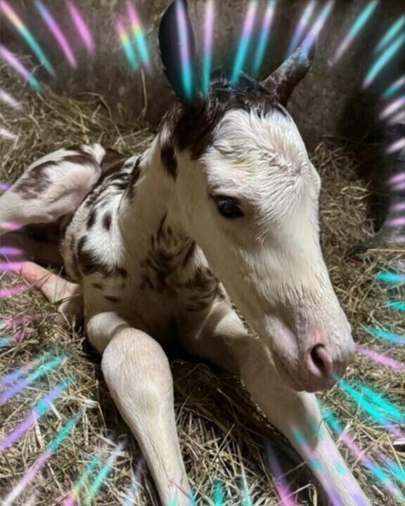 産まれました(ӦｖӦ｡)(ӦｖӦ｡)