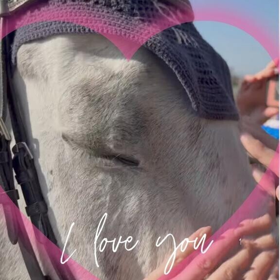 サトノソルタス君?(?ｖ?｡)?(?ｖ?｡)