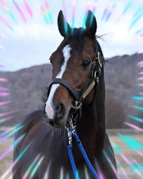 コンティニュアス君が♪