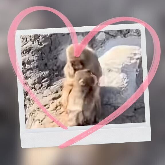 パンチ君に逢いたいな〜(ӦｖӦ｡)