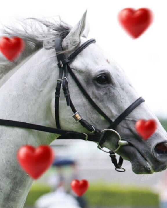 愛するガイア君がドバイターフに