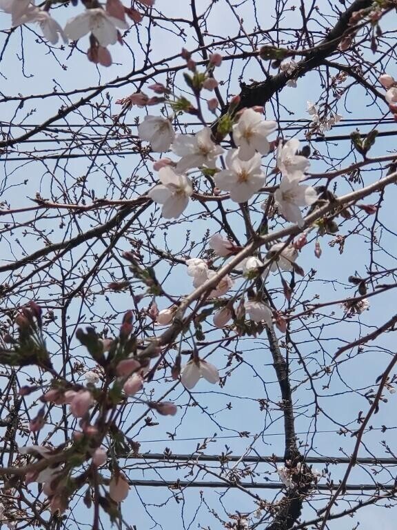 桜雨