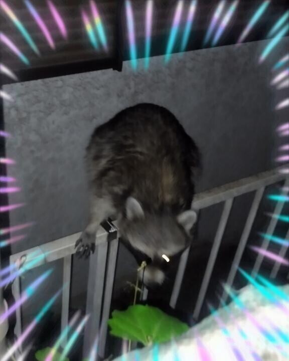 夜行性なので