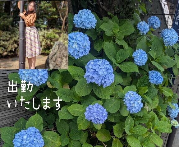 紫陽花が咲いてました?秋葉