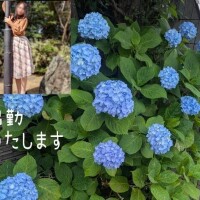 秋葉