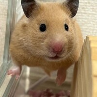 しの