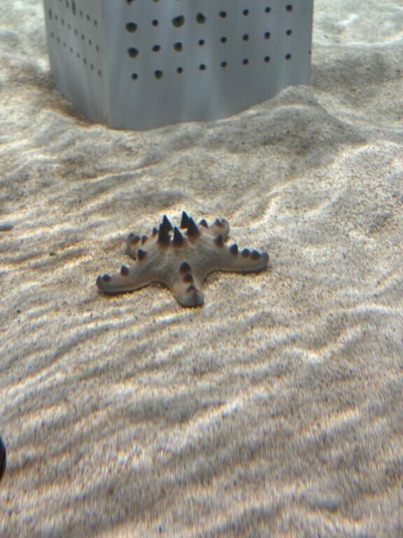 明日からでちわっ！