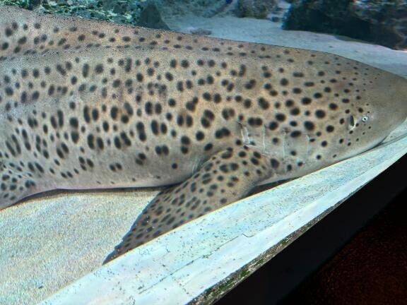 腰が治りにくいため、療養します