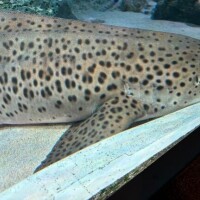 腰が治りにくいため、療養します