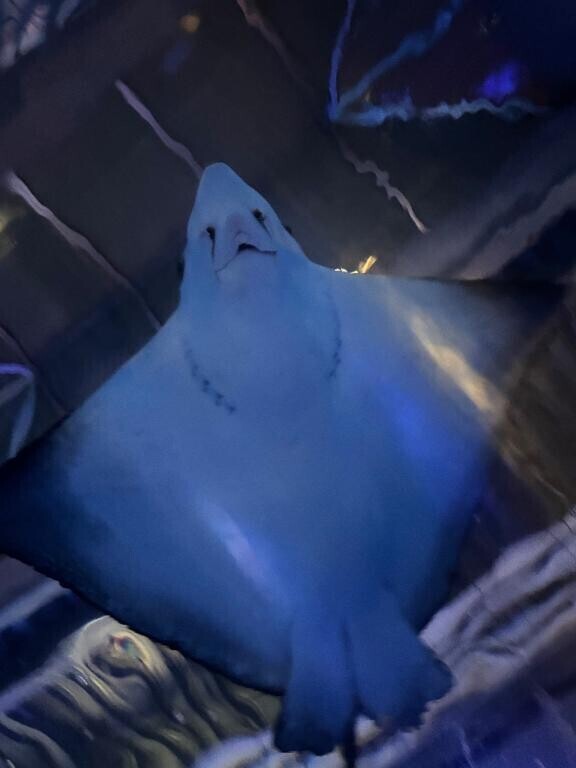 花粉すぎる！！