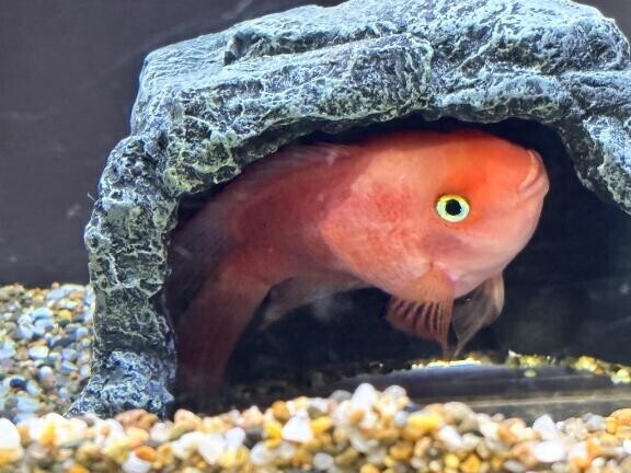 出勤したかった！！！！！