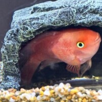 出勤したかった！！！！！