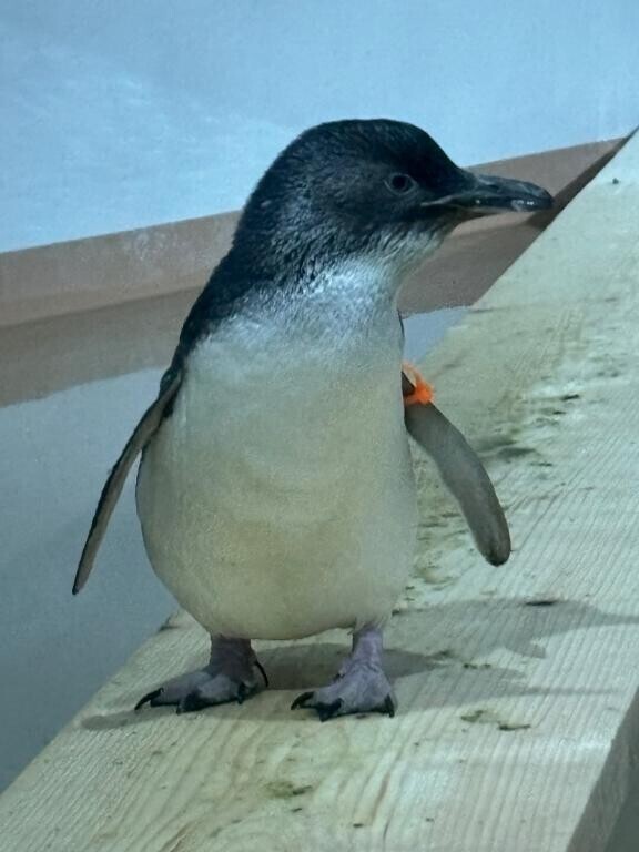 本日お休みでち！??♀?