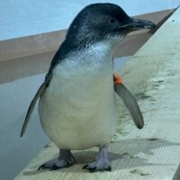 本日お休みでち！??♀?