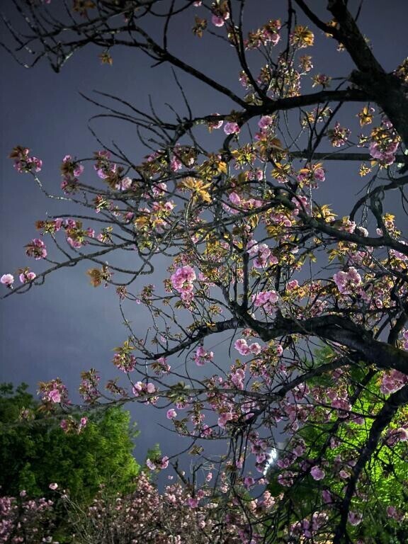 強くなりたい。。