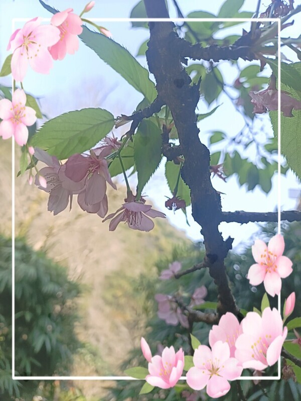 Spring⋅.˳˳.⋅ॱ˙˙ॱ⋅.˳˳🌸
