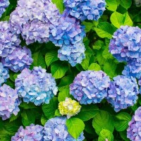 ちあき