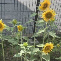 さやか