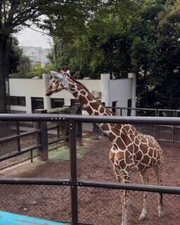 ごめんなさい🙇‍♀️