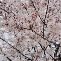 りんか