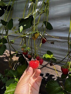    昨日いちご狩り行ったから…🍓✨