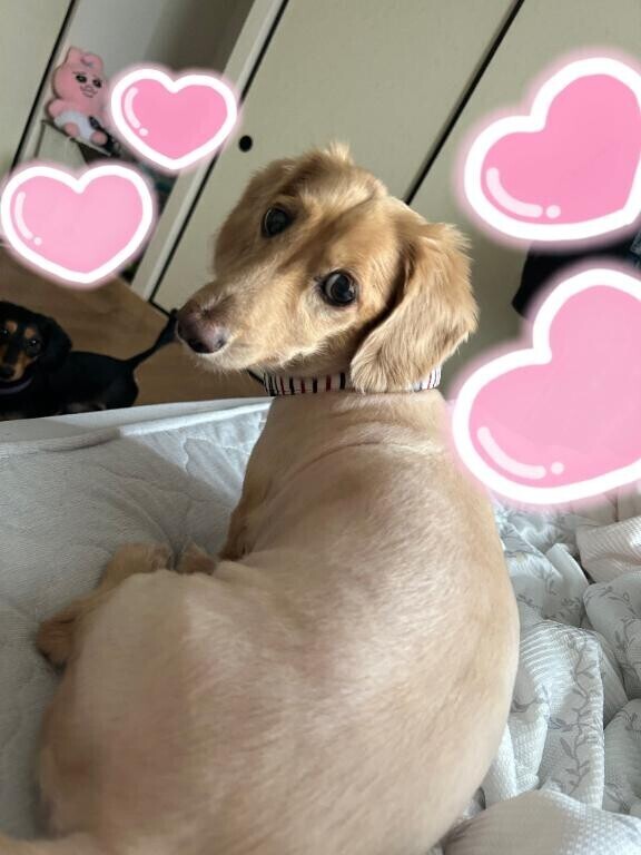 こてつ君♡
