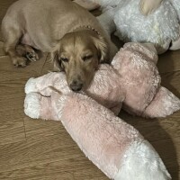 あすか
