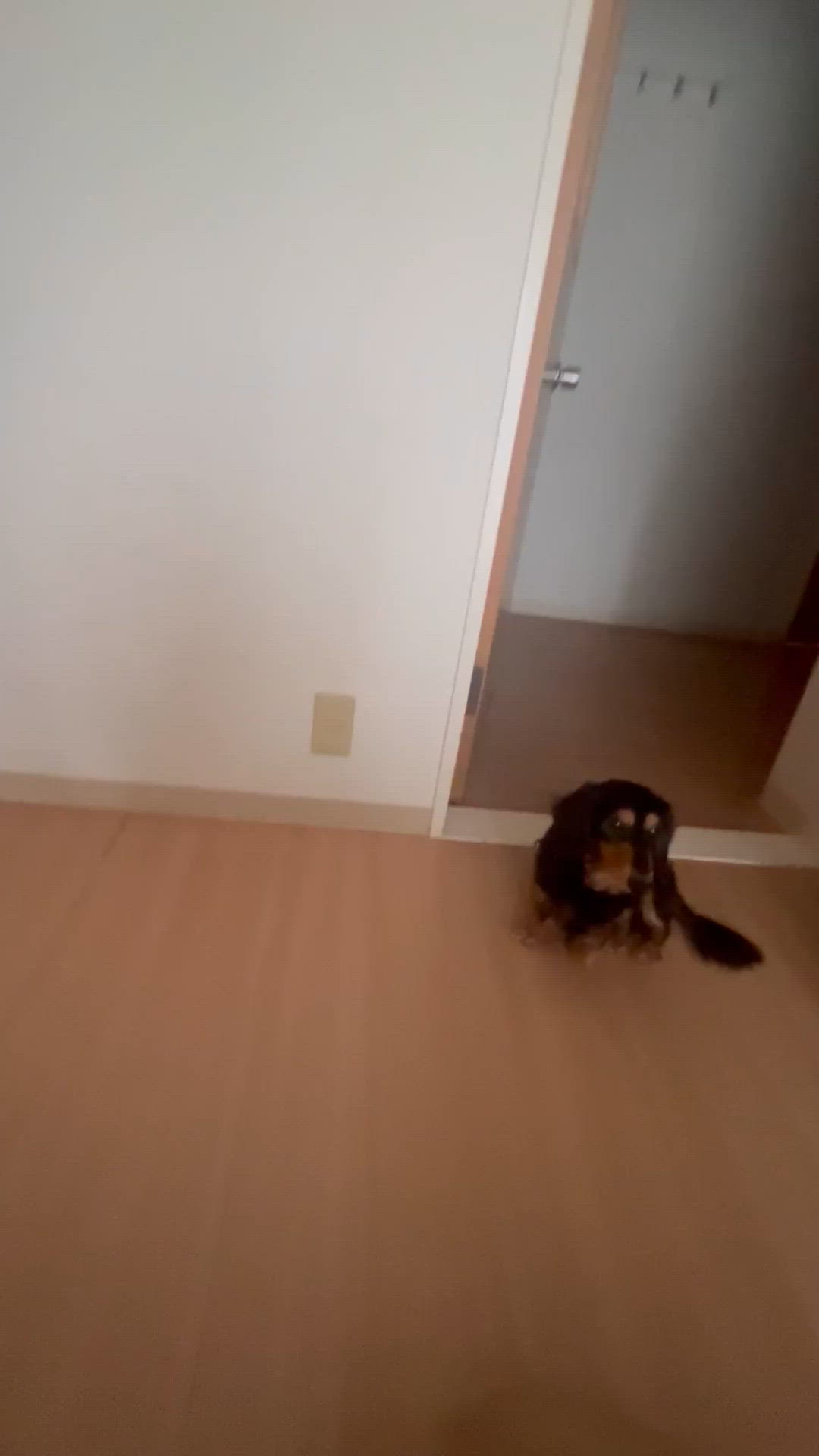 おやつタイム動画