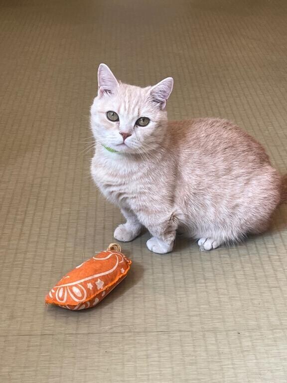 こんばんは ˶˙ᵕ˙ )ﾉﾞ