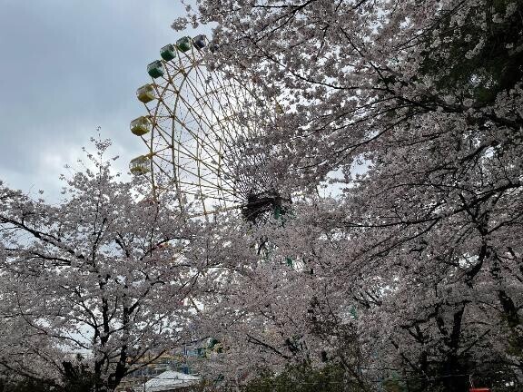 一緒にお花見デートしませんか?🌸