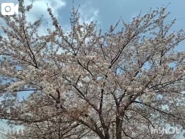 🌸桜🌸