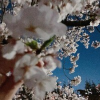 しほ