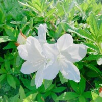 しほ