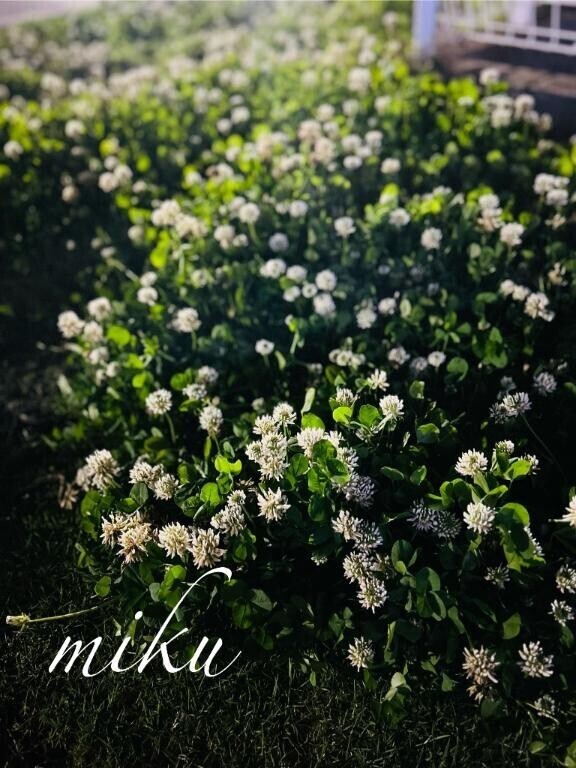夜の…