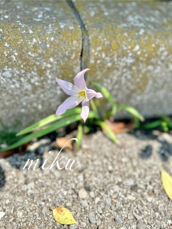 ありがとう🌸