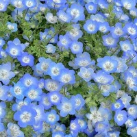 せれな
